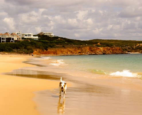 Mit Hund im Wohnmobil - aber richtig. 2 Hunde am Martinhal Beach