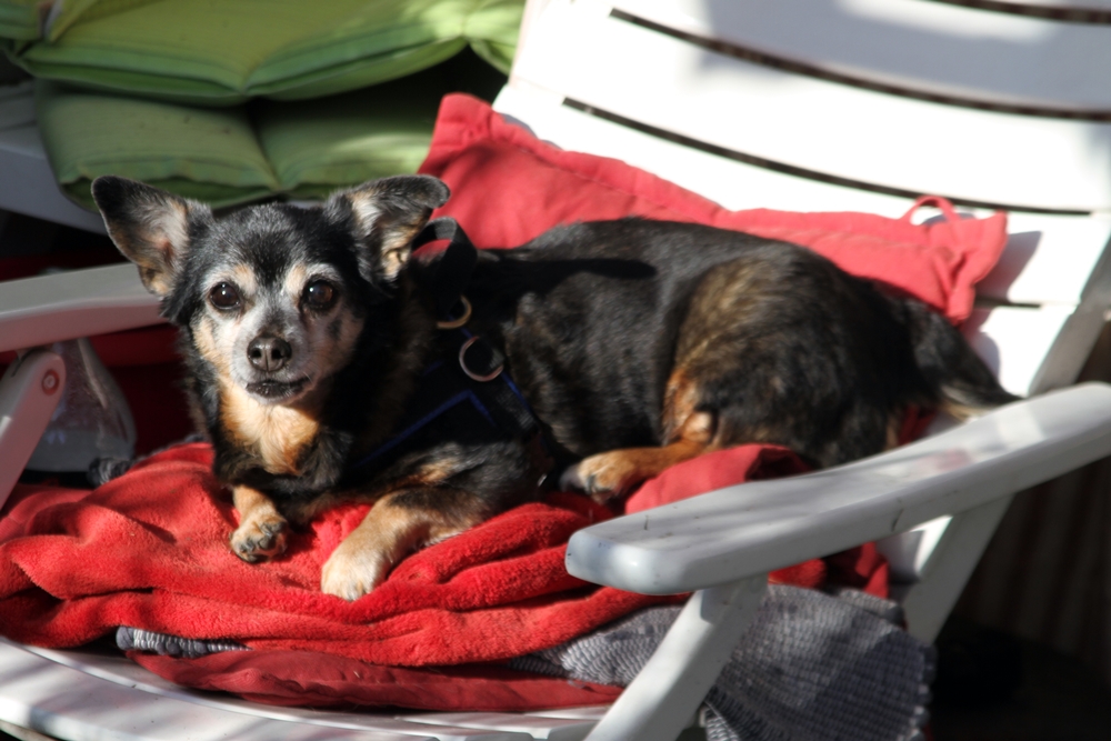 Das Omihunde Netzwerk hilft alten Hunden & alten Menschen 3 Flavia