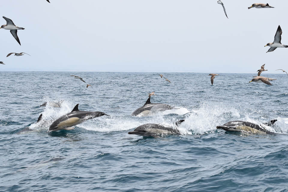 Delfintour Sagres | Kleiner Delfinschwarm vor Sagres