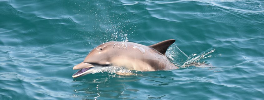 Flipper vor der Küste von Sagres