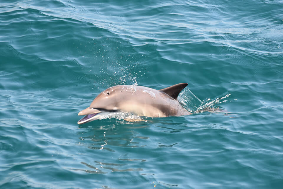 Delfintour Sagres | Flipper vor der Küste von Sagres