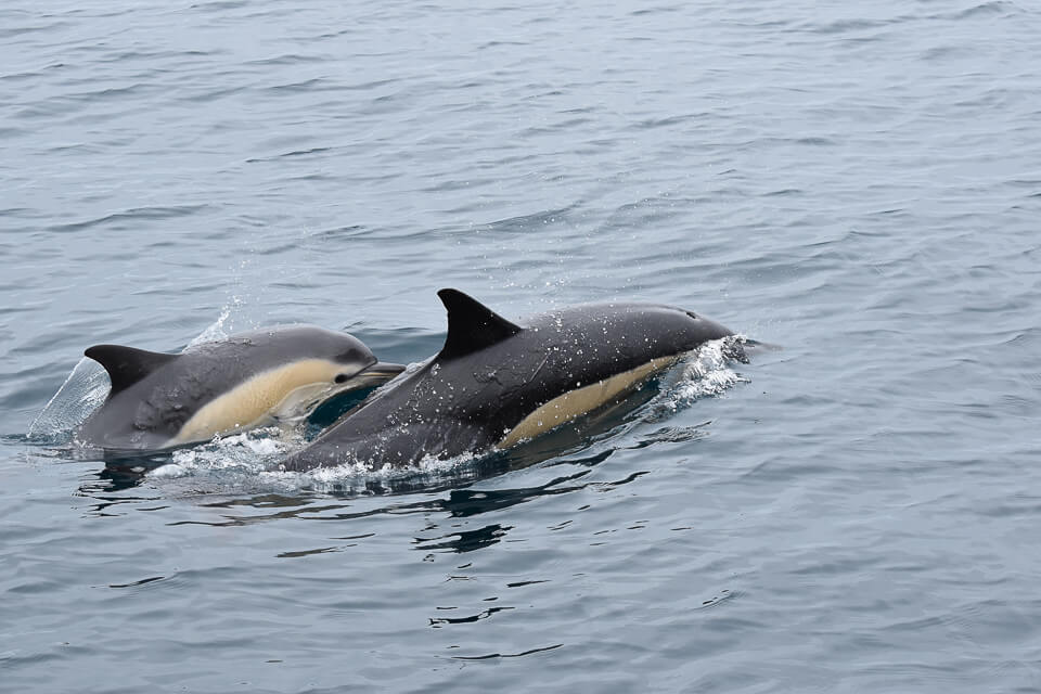 Die Wahrheit über die Delfine von Sagres 8 Delfinmutter mit Baby