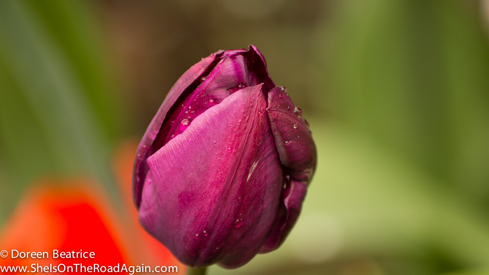 Wie mir meine Fotoausrüstung kalte Wintertage verschönt 2 tulpe-bokeh