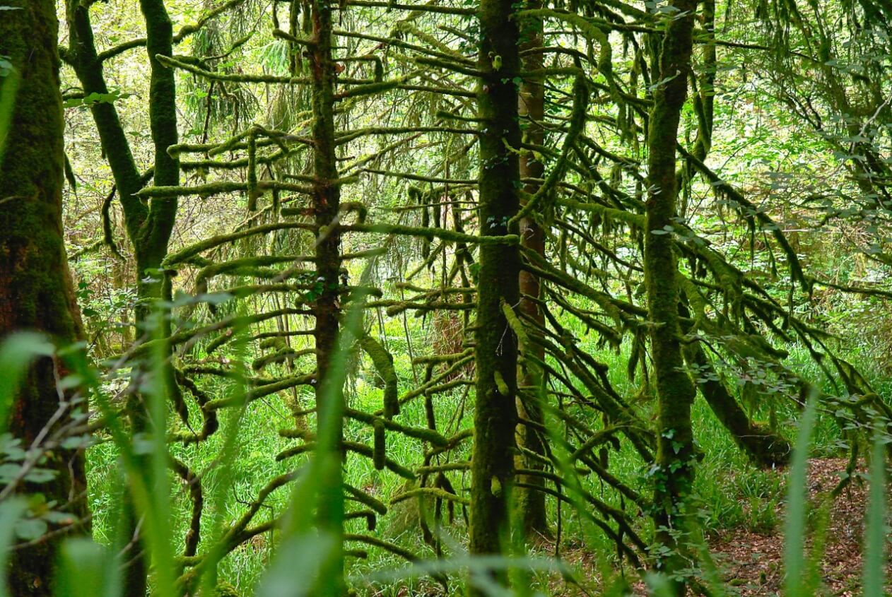 Der sagenumwobene Wald von Huelgoat - Bretagne 6 dichter Wald in Huelgoat ©tierisch-in-fahrt.de