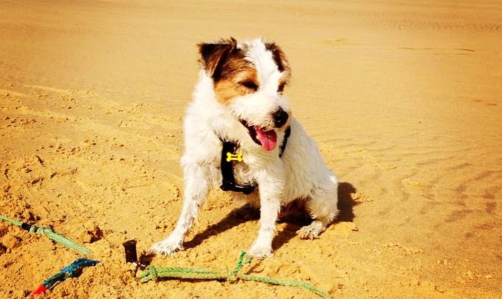 zeigt einen Jack Russell Terrier am Strand