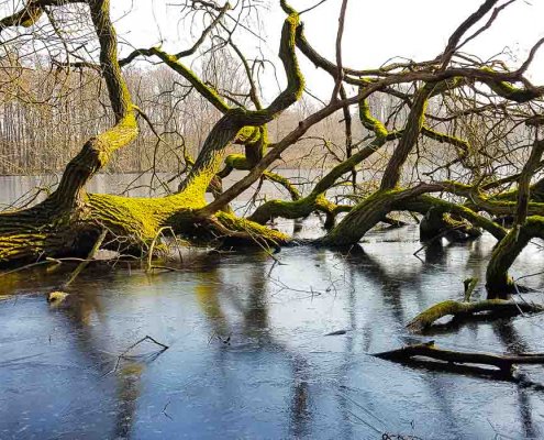 zeigt einen im eisigen See liegenden Baum