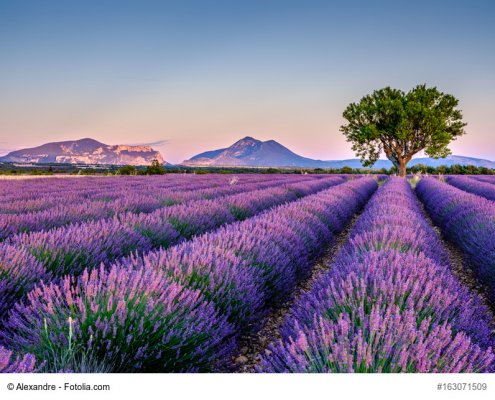 Die 7 schönsten ❤ Dörfer im Luberon 3 Lavendel in der Provence ©Fotolia163071509