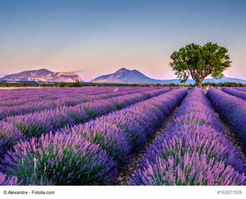 Lavendel in der Provence ©Fotolia163071509