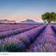 Lavendel in der Provence ©Fotolia163071509