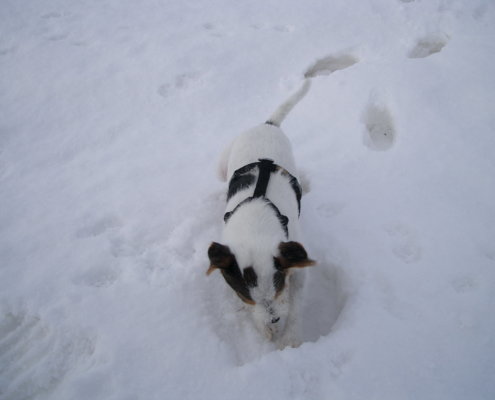 zeigt einen Hund im Schnee