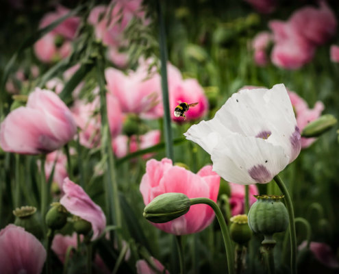 Mit dem Wohnmobil zur Mohnblüte 2022 🌸 nach Germerode ins Frau Holle Land 2 Mohn Titel DSC2910 Bearbeitet