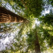 Titelbild Sequoia Farm Kaldenkirchen