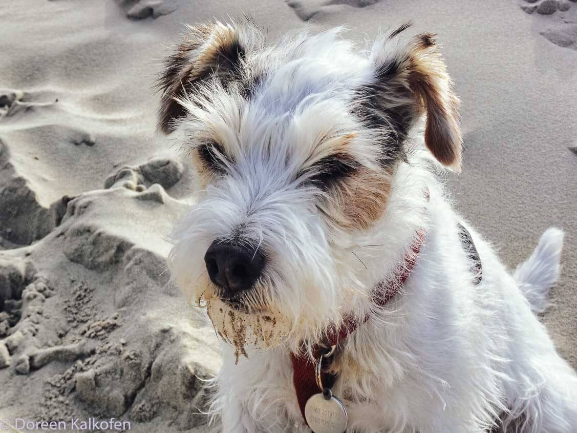 Terrier am Strand