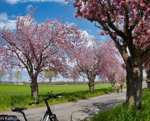 Meine liebsten 5 Fahrrad Touren am Niederrhein / Maas Schwalm Nette - mit dem Camper unterwegs 3 Kirschblüten in einer Allee, Fahrrad