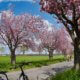 Kirschblüten in einer Allee, Fahrrad